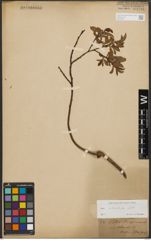 Foto von Salix silesiaca Willd.